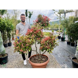 Červienka Fraserova (Photinia × fraseri) ´CORALLO´ - výška 150+ cm, kont. C90L (-24°C) BONSAJ - DECO MISA